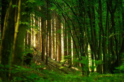 Trees growing in forest