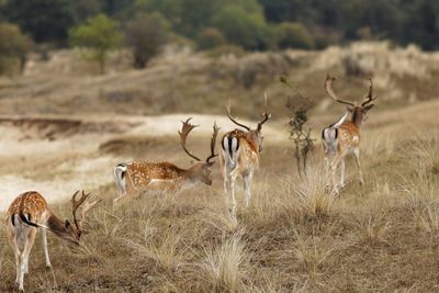 Deer walking on field