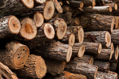 Full frame shot of logs in forest