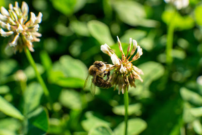 Close-up of bee pollinating on flower