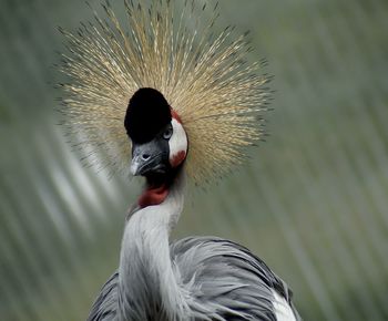 Close-up of bird