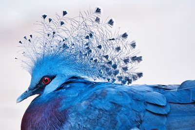 Close-up of a bird