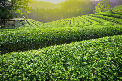 Scenic view of greentea plantation in boseong-gun, south korea