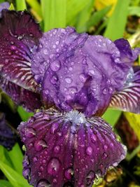 Close-up of water drops on pink flower