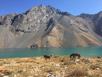 Cows standing on mountain against clear sky