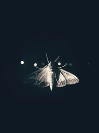 Close-up of butterfly over black background