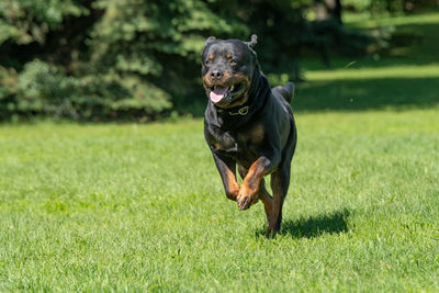 Dog running on field