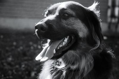 Close-up of dog looking away