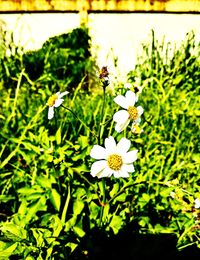 Close-up of white flowering plant