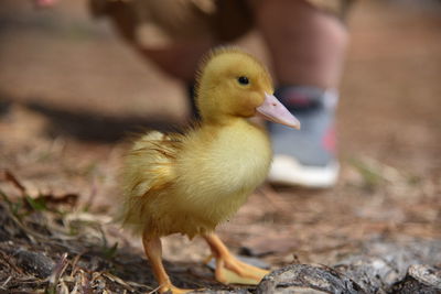 View of a bird