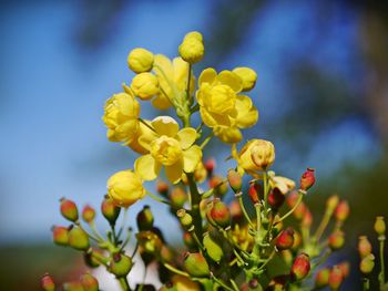 Close-up of yellow flowering plant