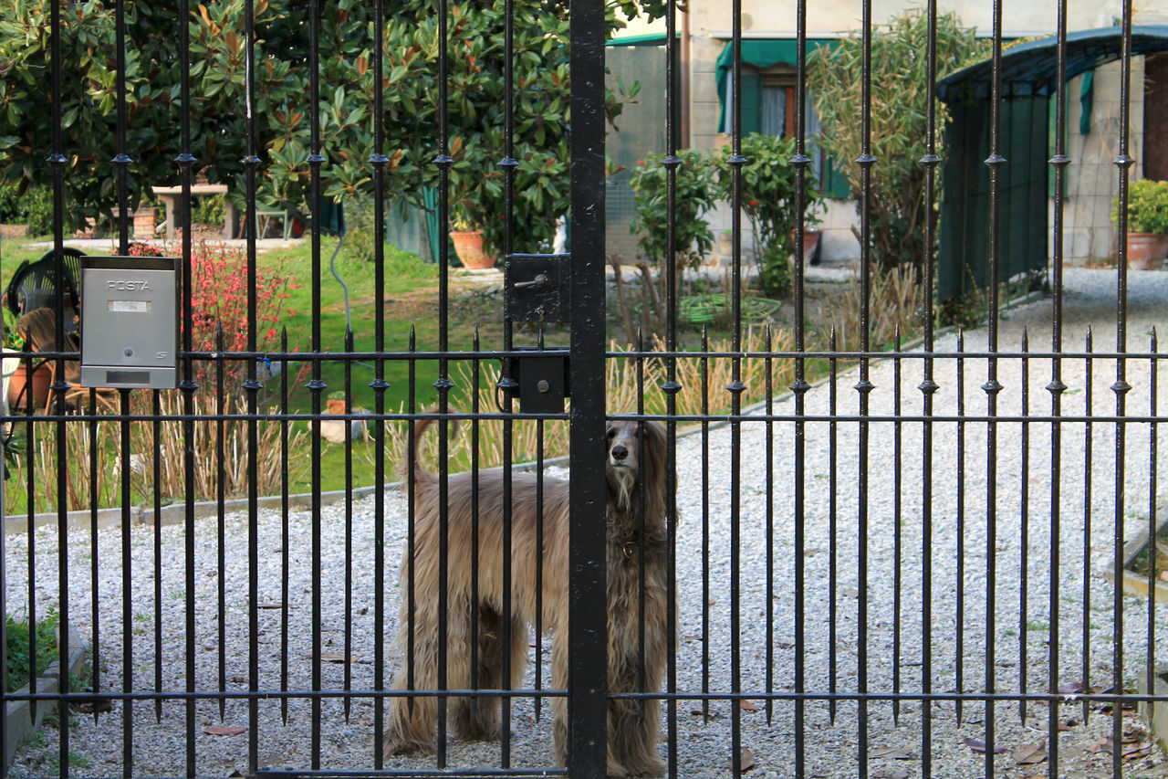 DOG BY GATE