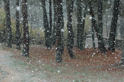 People walking on snow covered trees in city