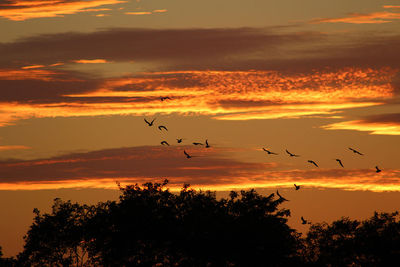 Low angle view of bird flying in sky at sunset