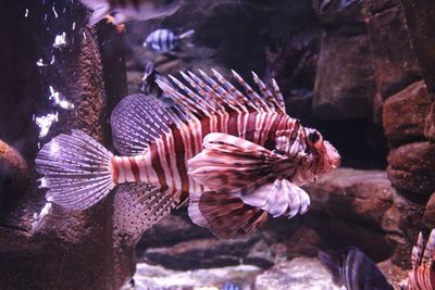 Close-up of fish swimming in sea