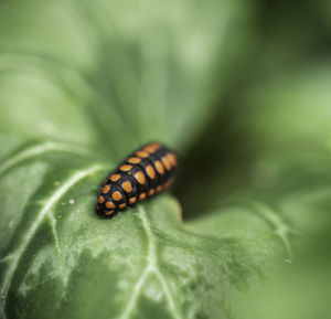 Close-up of insect on leaf