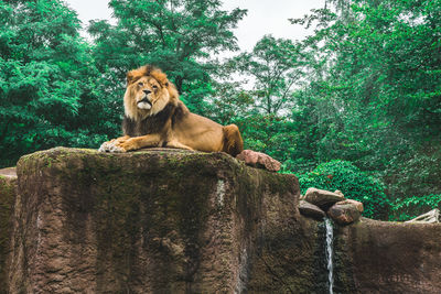 Lion sitting on rock in forest