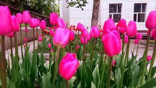 Close-up of pink tulips blooming in park