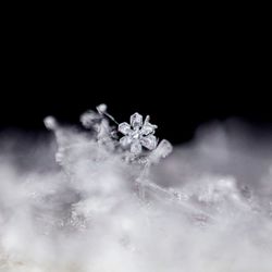 Close-up of frozen plant against black background