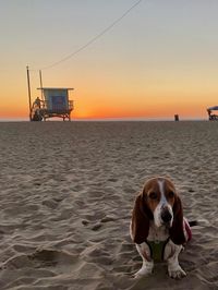 View of dog on beach during sunset