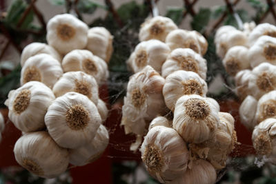 Low angle view of hanging garlic bulbs