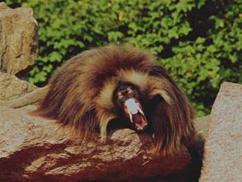 Close-up of lion relaxing outdoors