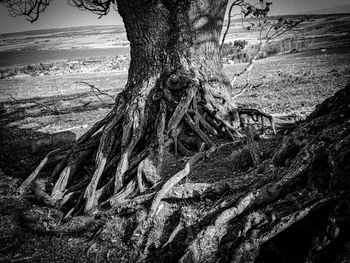 Close-up of tree trunk on field