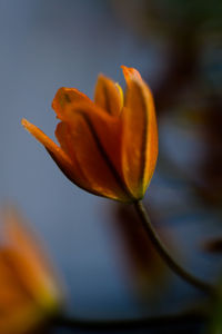 Close-up of orange flower