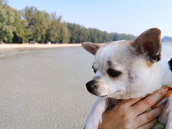 Cropped image of hand holding small dog