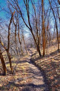 Bare trees by the road