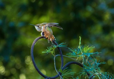 Close-up of a hummingbird taking flight