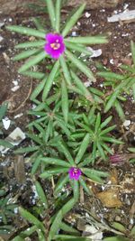 High angle view of wet purple flowering plants on field