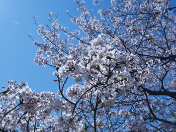 Low angle view of cherry blossoms against sky