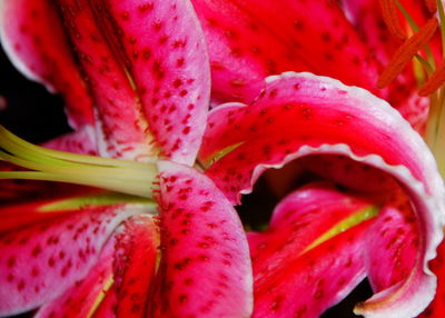 Close-up of pink flower