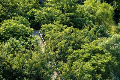 High angle view of trees in forest