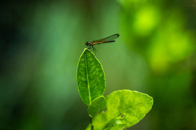 Close-up of insect on leaf