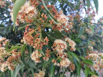 Close-up of flowering plants
