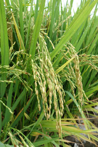 Close-up of grass growing on plant