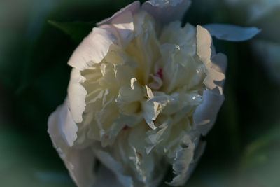 Close-up of white flowers