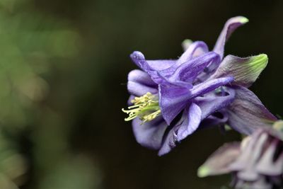 Close-up of purple flowering plant