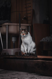 Portrait of cat sitting on table