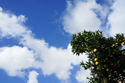 Low angle view of tree against blue sky