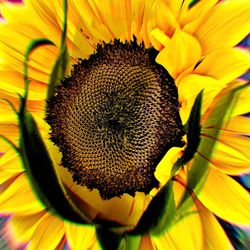 Close-up of sunflower