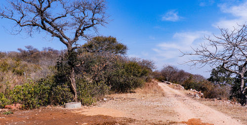Road amidst trees against sky