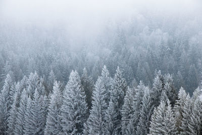 Foggy forest. winter wonderland.