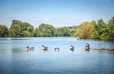 Ducks swimming in lake