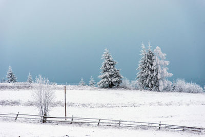 Pine trees covered by snow in winter landscape against clear sky