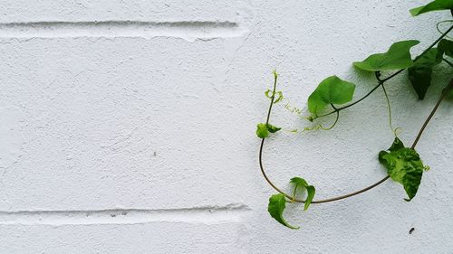 Close-up of ivy growing on wall