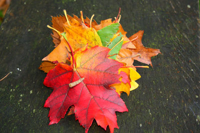 Close-up of maple leaves