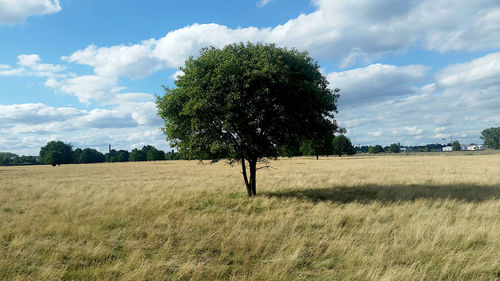 Tree on field against sky